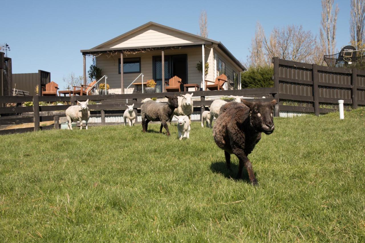 Shearvue Farmstay With Optional Free Farm Experience At 5Pm Fairlie Exterior photo