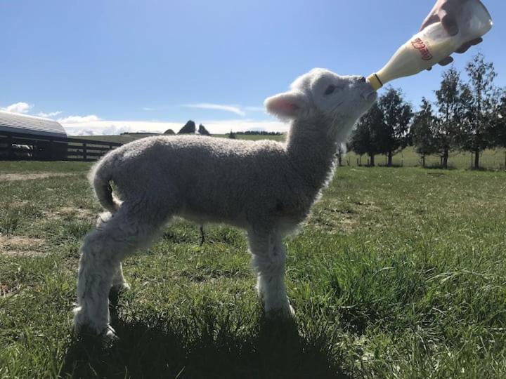 Shearvue Farmstay With Optional Free Farm Experience At 5Pm Fairlie Exterior photo