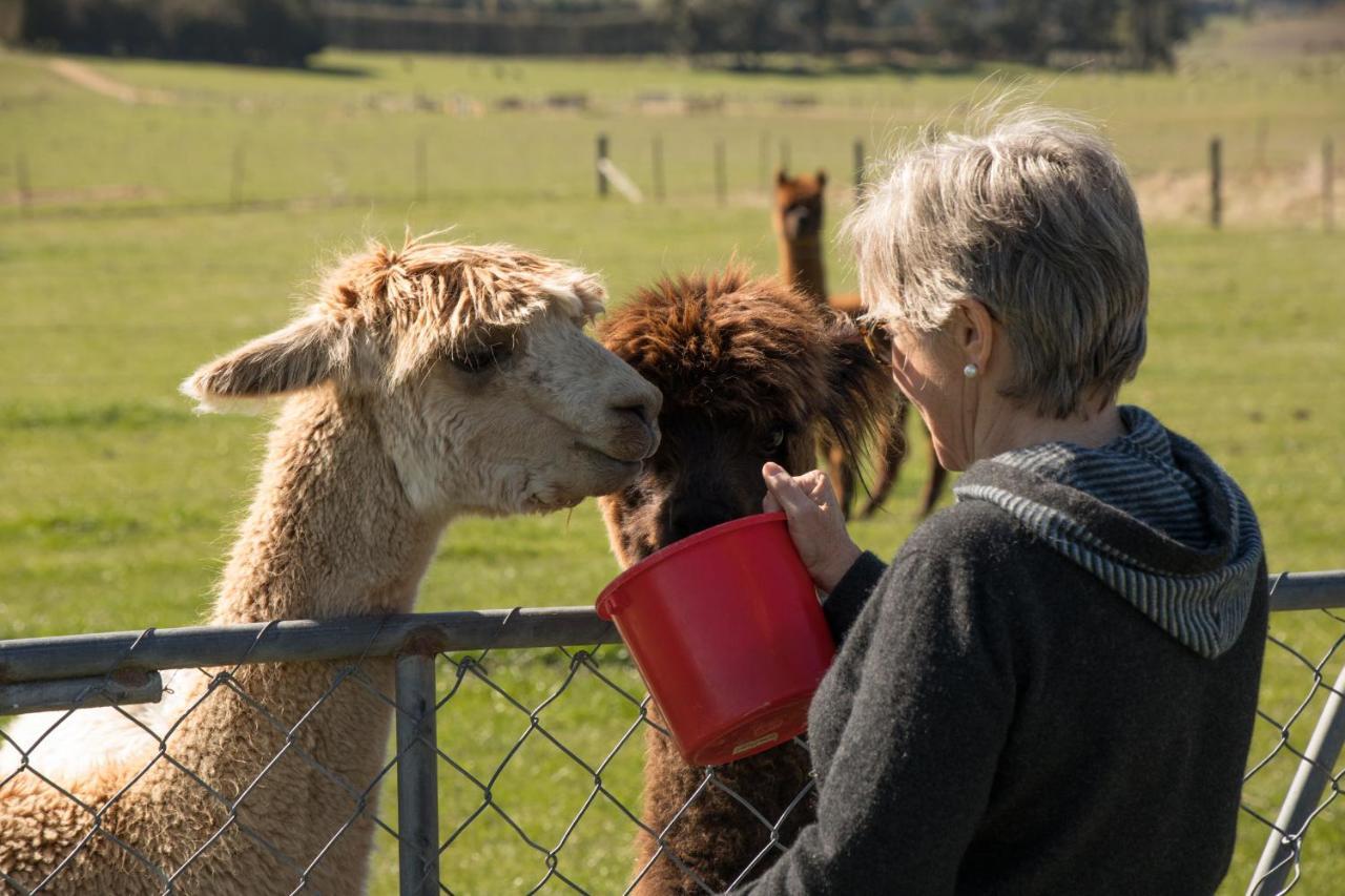 Shearvue Farmstay With Optional Free Farm Experience At 5Pm Fairlie Exterior photo